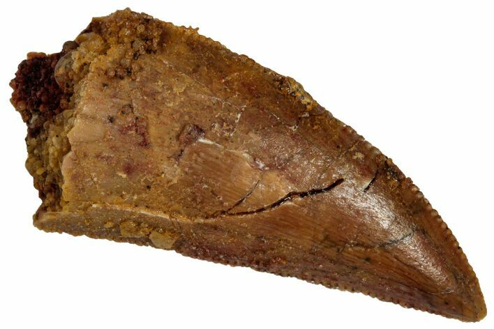 Serrated Raptor Tooth - Real Dinosaur Tooth #332232